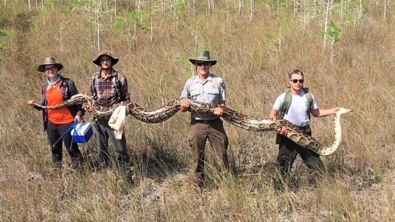 Das Schlangenweibchen ist demnach gross genug, um einen Hirsch zu verschlingen. (Bild Big Cypress National Preserve/Facebook)