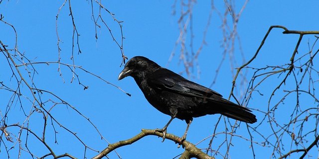 Während der Schonzeit dürfen Krähennester nicht entfernt werden. (Bild Pixabay)