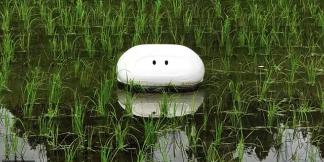Traditionell verwendet man in Japan echte Enten beim Reisanbau. Sie fressen nicht nur das Unkraut, sondern auch Ungeziefer. Jetzt macht ein Roboter den Enten ihre Arbeit streitig. (Bild Screenshot Youtube 日産自動車株式会社)