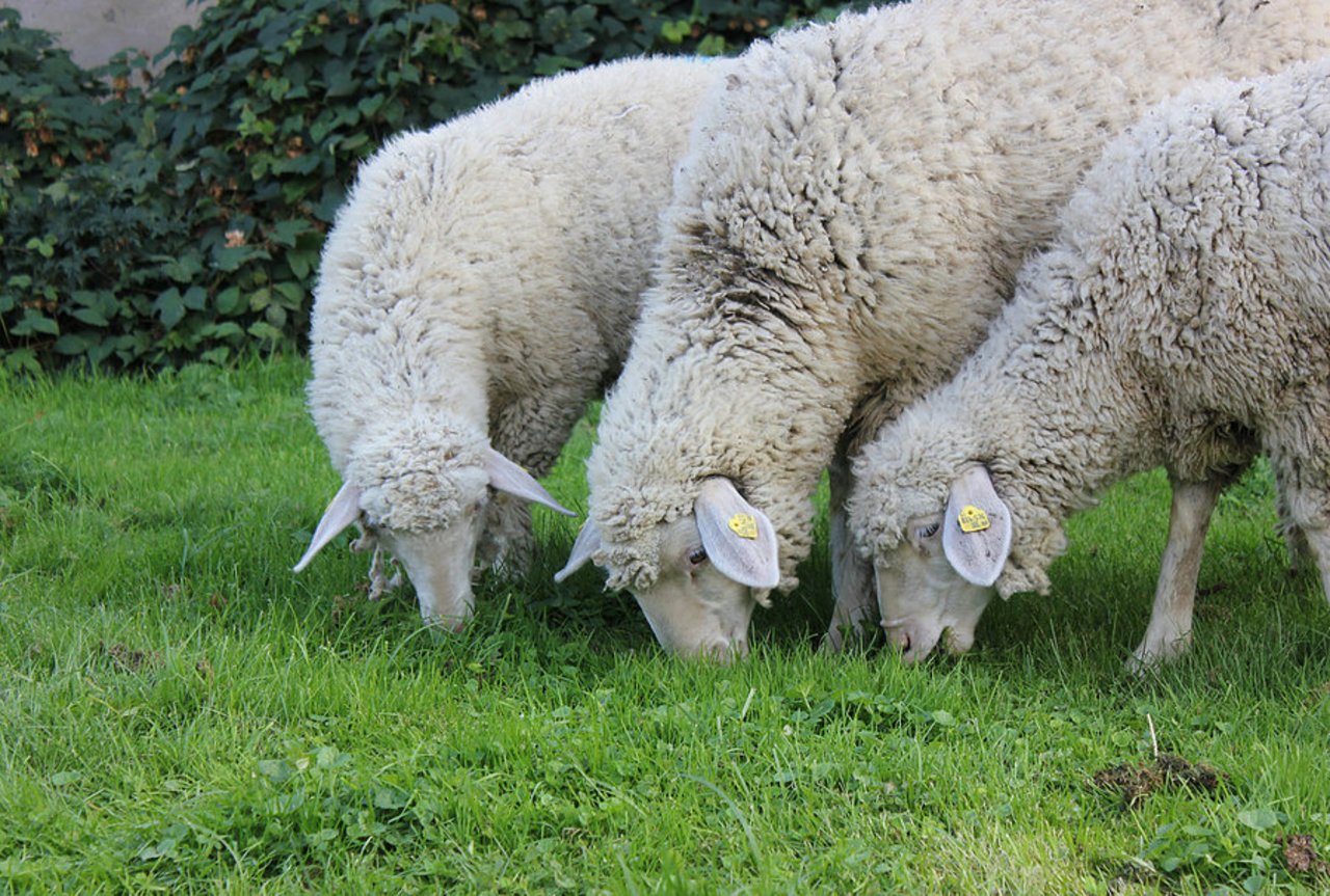 Die Schafe machen es so, wie wenn man mit dem Rasenmäher auf mittlerer bis tiefster Stufe mäht. (Bild z.V.g.)