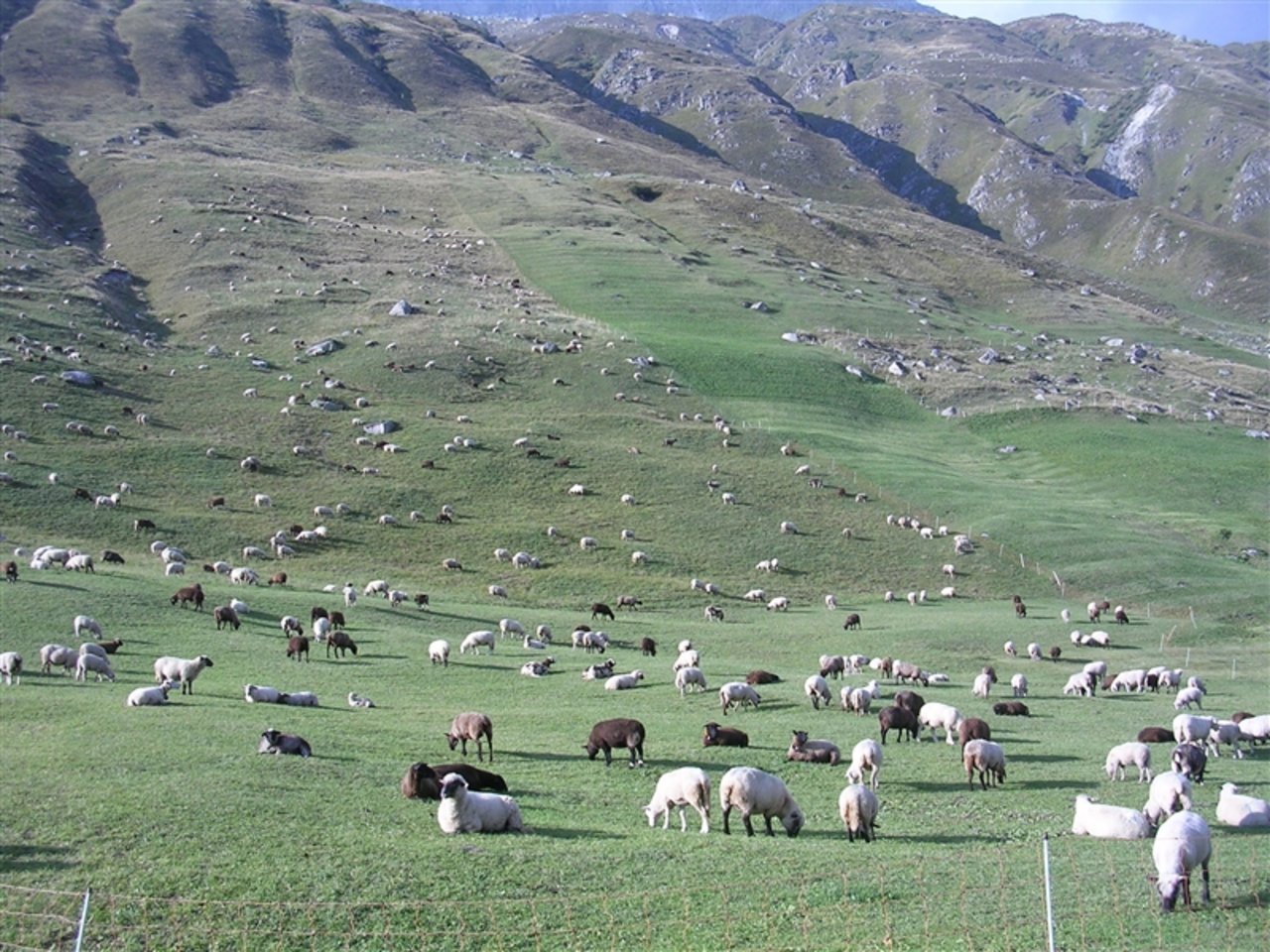 Das Bundesamt für Umwelt und der Kanton Wallis haben die Situation auf den Schafalpen im Kanton untersuchen lassen. (Bild: BauZ)