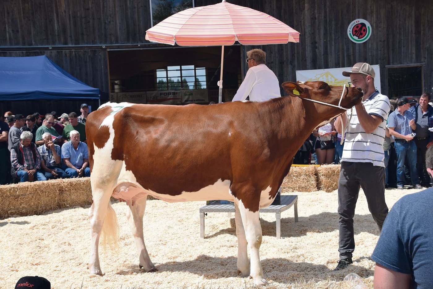 Die 90-punktige Erstlingskuh Les Richard Goran Swarda konnte für 6500 Franken zugeschlagen werden. 