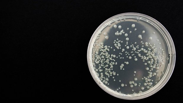 Listerien sind stäbchenförmige Bakterien. Eine Kontamination von Lebensmittel mit diesen Krankheitserregern kann man weder von Auge sehen, noch riechen. (Symbolbild Pixabay)