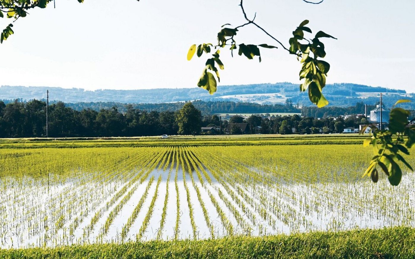 In der Gemeinde im Berner Seeland wird heuer Nassreis angebaut und mit Grundwasser geflutet. Das Projekt fördert die Artenvielfalt und ist Teil einer Agroscope-Studie. 