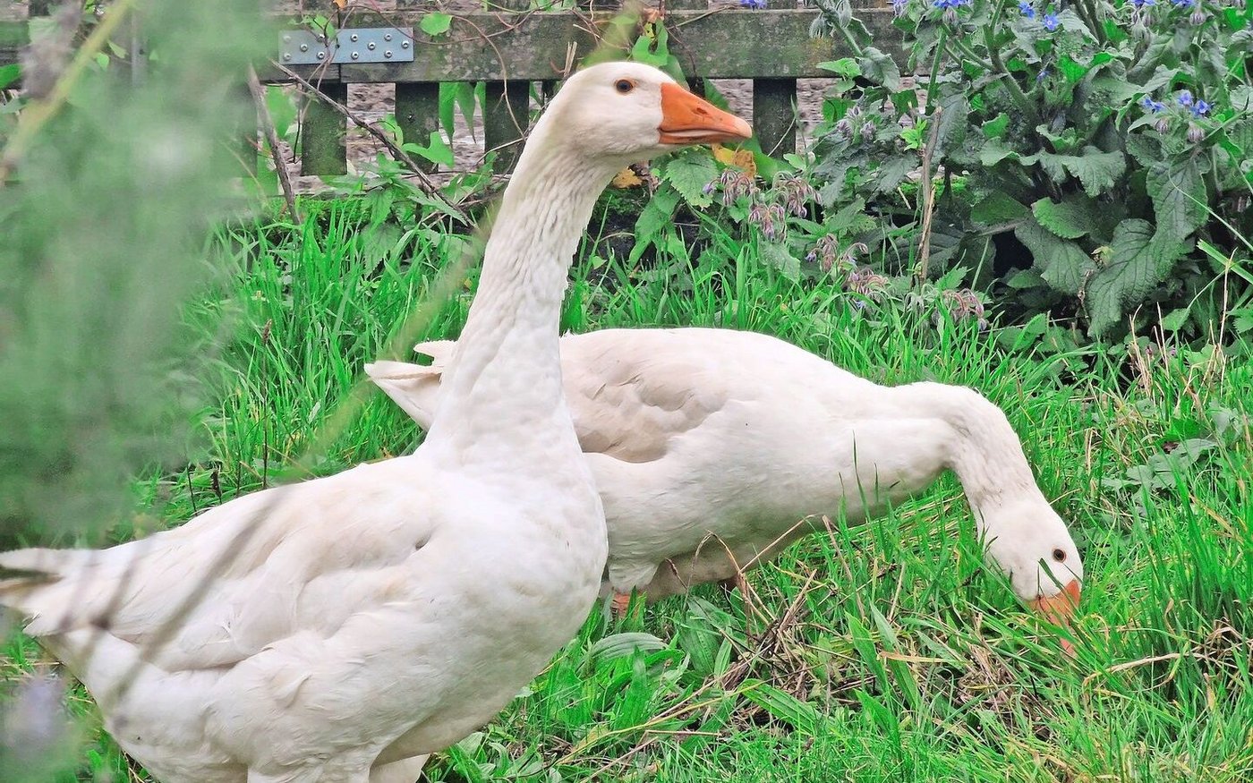 Sie ist vom Aussterben bedroht und wird von der Stiftung Pro Specie Rara unterstützt: die Diepholzer Gans.
