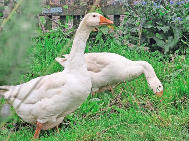 Sie ist vom Aussterben bedroht und wird von der Stiftung Pro Specie Rara unterstützt: die Diepholzer Gans.