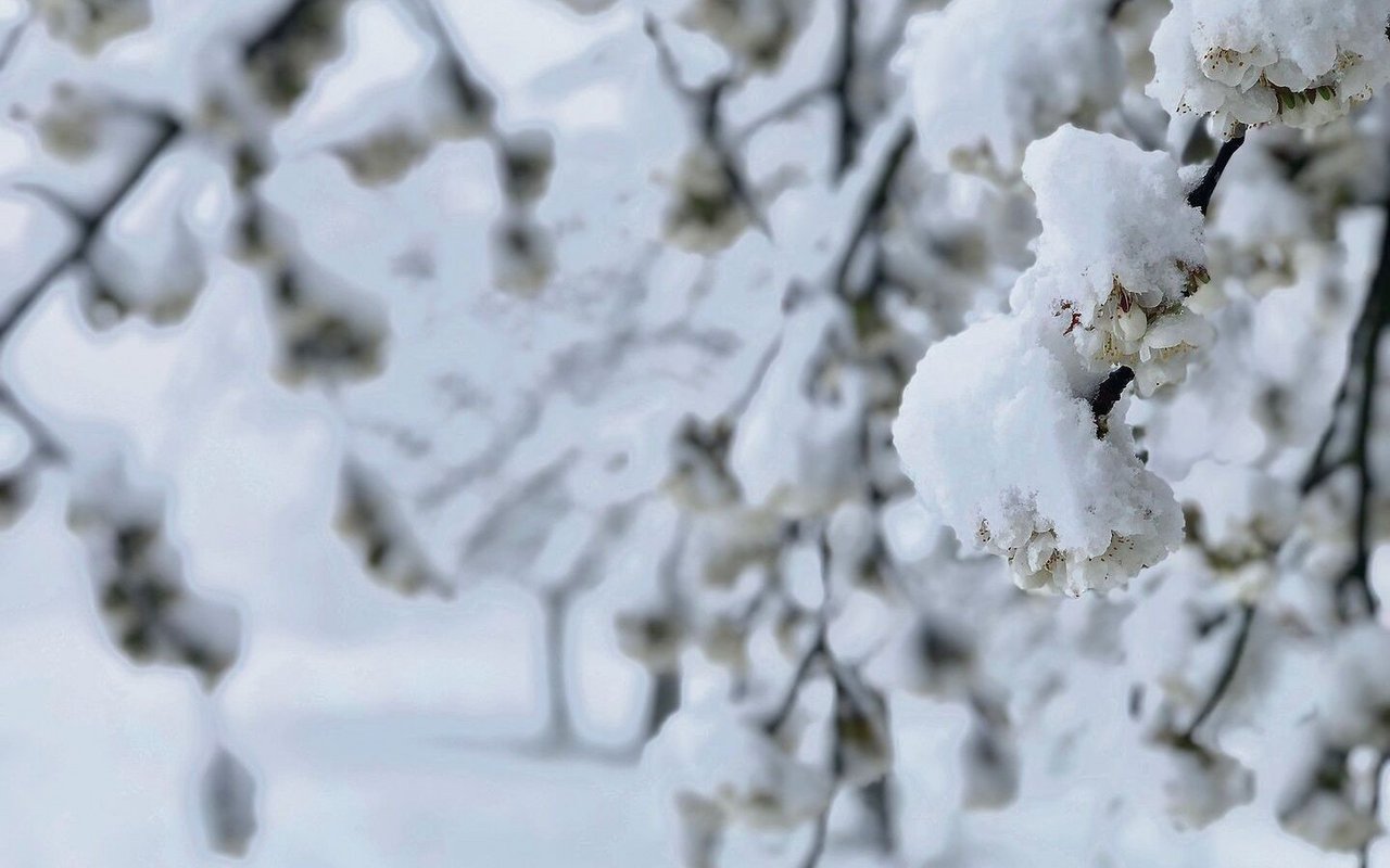 Kirschblüten unter der Schneelast: Die milden Winter haben einen frühen Vegetationsbeginn zur Folge. 