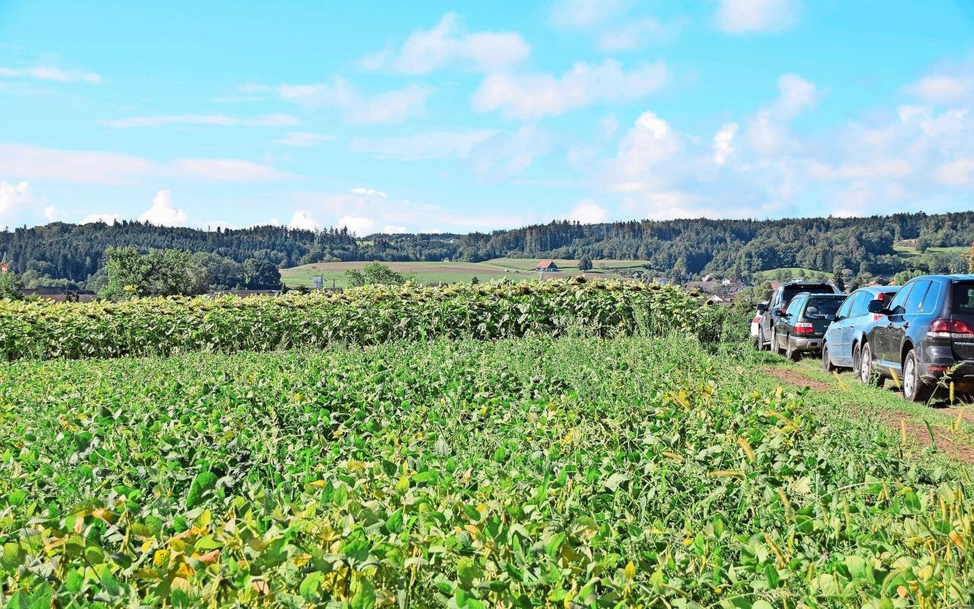 Vorne Soja, hinten Sonnenblumen. Jetzt ist der Moment, die Anbauflächen von jeglichen Ölsaaten auf der Plattform Agrosolution zu melden.