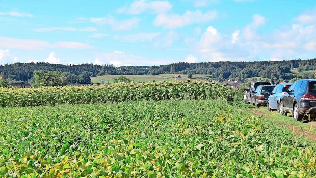 Vorne Soja, hinten Sonnenblumen. Jetzt ist der Moment, die Anbauflächen von jeglichen Ölsaaten auf der Plattform Agrosolution zu melden.