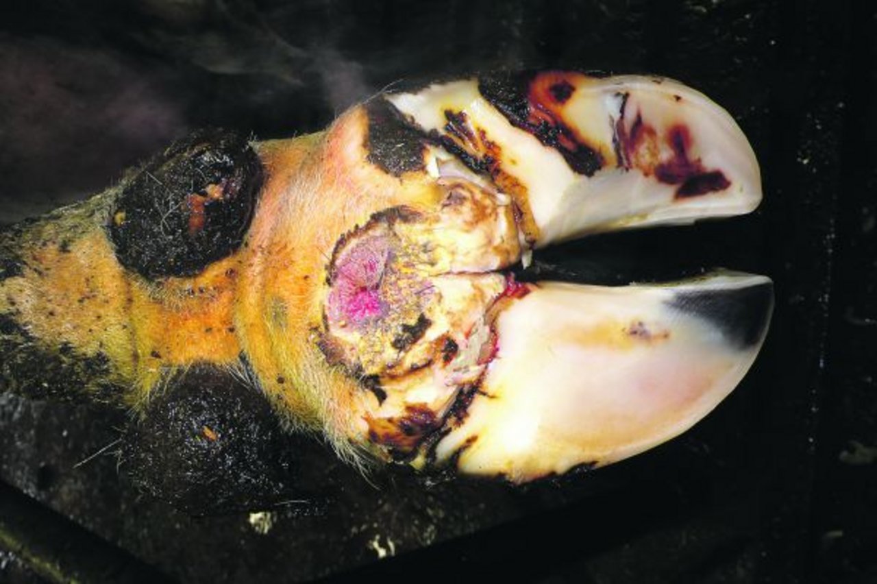 Akutes Stadium von Mortellaro mit einem «blühenden» Geschwür. Die Behandlung erfolgt mit einer salicylsäurehaltigen Salbe oder mit einem Polyurethanpflaster. (Bild Andrea Fiedler)