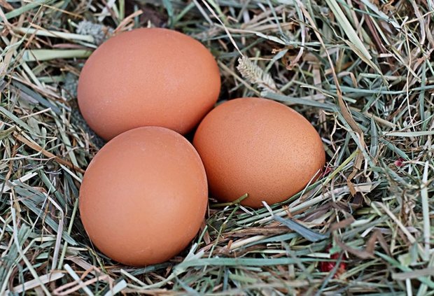 Weide-Eier in Australien Es wird diskutiert, was wirklich als Weide-Ei gilt. (Symbolbild Pixabay)