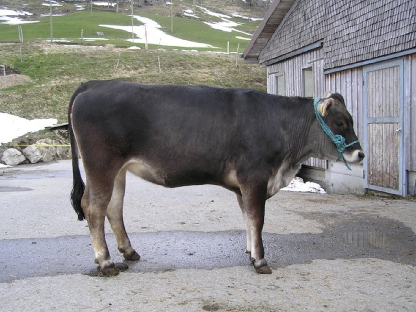 Rinder 1. Rang: Gudrin (Dikos/Gebro), Besitzer: Paul Vetsch, Gams SG