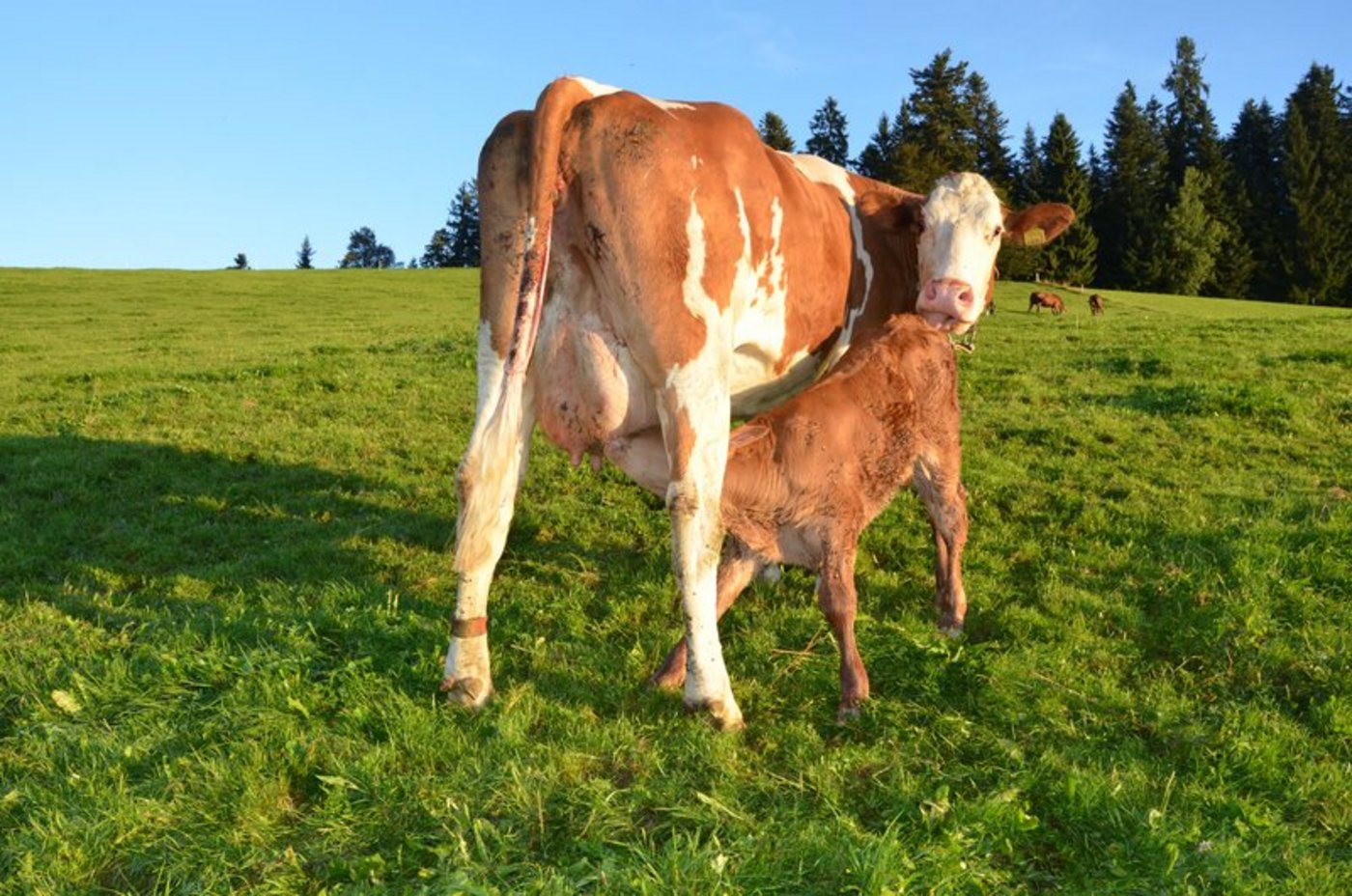 Eine Mutterkuh säugt ihr Kalb und leckt es gleichzeitig: Die Prägung beginnt aber viel früher, gleich nach der Geburt. (Bild Aline Küenzi)