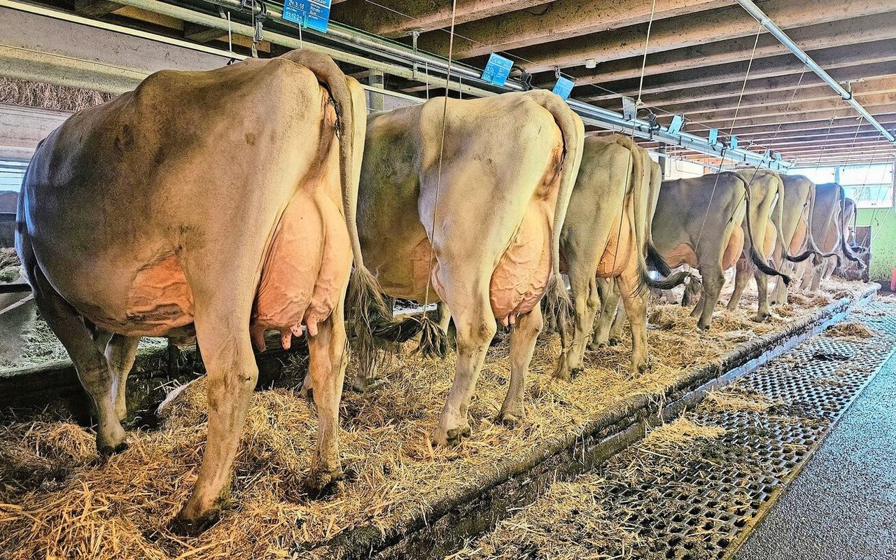 Im blitzblanken Anbindestall der Familie Hobi stehen 65 Braunvieh-Kühe. Über die Sommermonate geht alles Jungvieh und rund die Hälfte der Kühe auf die Alp. 
