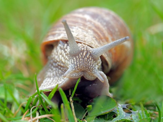 Nicht verpassen: Schnecken für die nächste Saison vorbeugen; Bienenvölker beurteilen und auslesen Der nasse Sommer fördert die Ausbreitung von Schnecken. Damit diese im Herbst und nächsten Frühjahr nicht zum Problem werden, sollten jetzt Massnahmen ergriffen werden. (Symbolbild Pixabay)