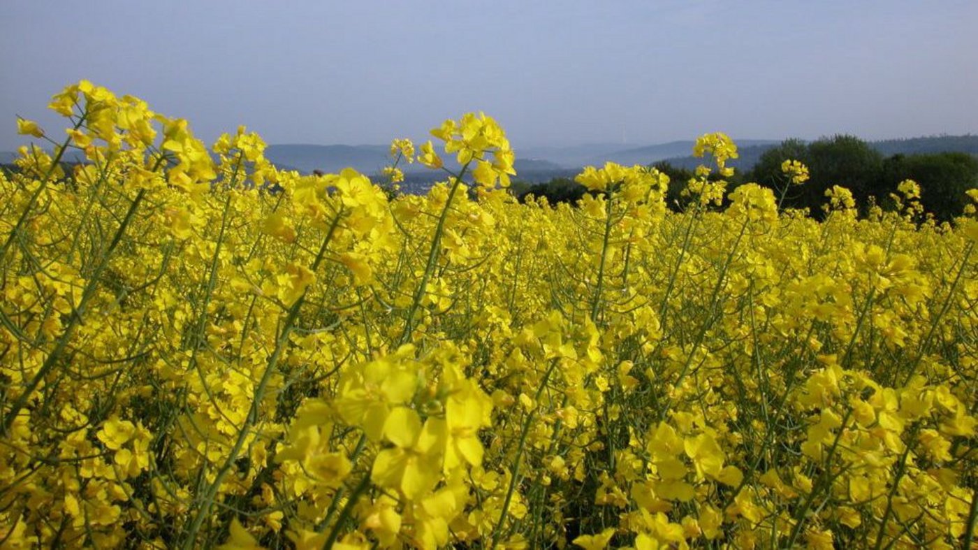 Seit fast 20 Jahren wurden die Schweizer Rapsfelder nicht mehr vom Rapskrebs heimgesucht. (Bild: BauZ)