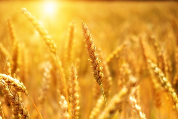 Der Weizen soll heuer von guter Qualität sein. (Symbolbild Pixabay)