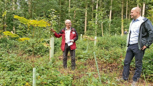 Förster Marcel Gigon (l.) erklärt dem Luzerner Regierungsrat Fabian Peter die Neupflanzungen von Laubbäumen auf einer Parzelle im Chüewald in Beromünster. (Bild Josef Scherer)