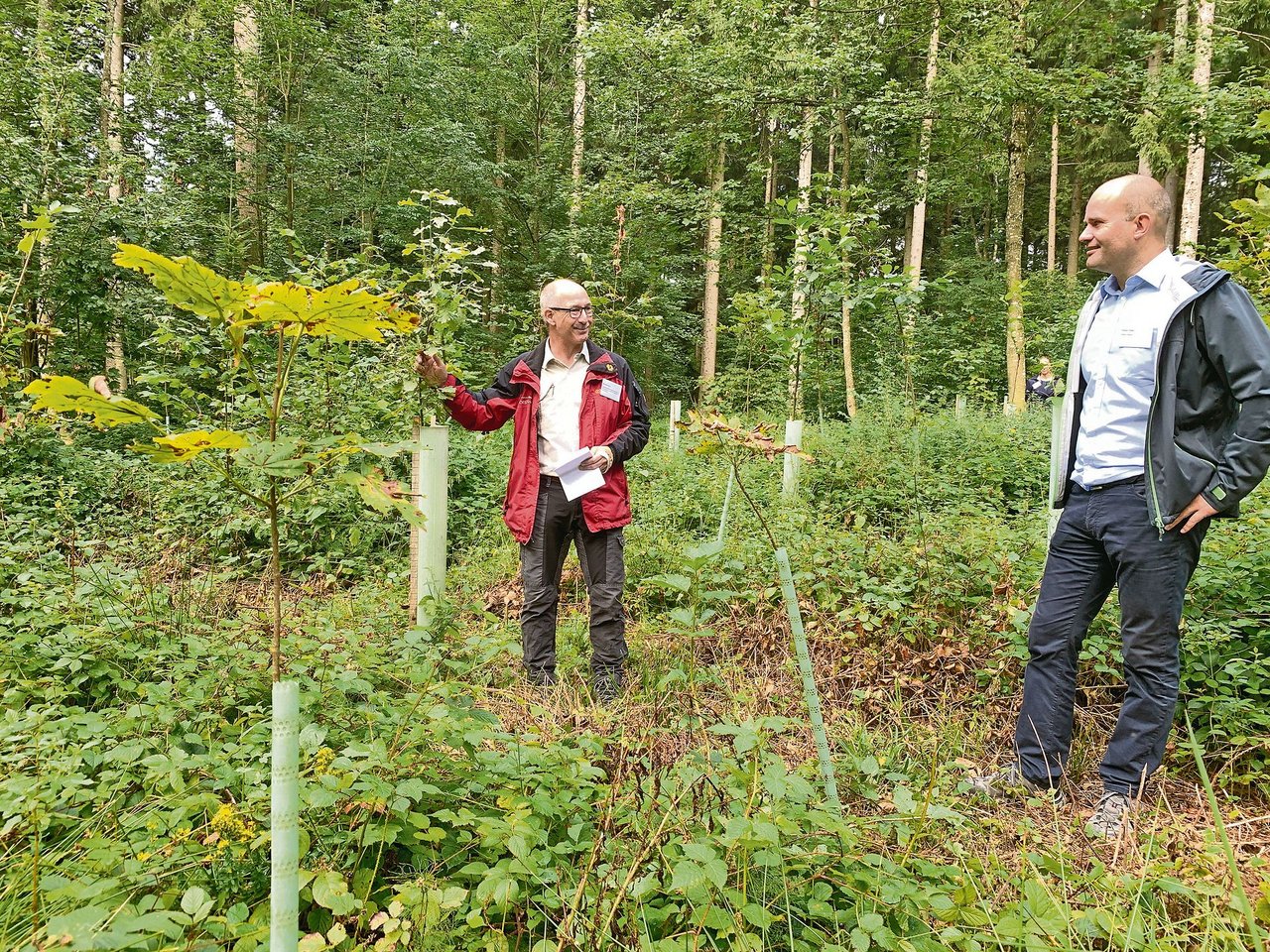 Förster Marcel Gigon (l.) erklärt dem Luzerner Regierungsrat Fabian Peter die Neupflanzungen von Laubbäumen auf einer Parzelle im Chüewald in Beromünster. (Bild Josef Scherer)