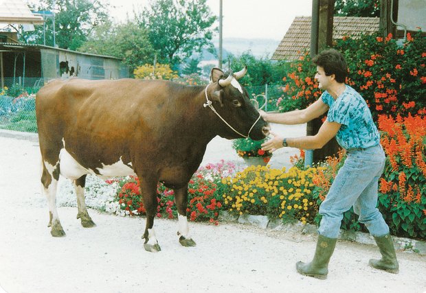 Die schwarzen Haare der Trimbo-Tochter Melissa, an der Hand von Peter Fankhauser, bedeutete 1988 den Herdebuchausschluss. Nach kurzem Aufenthalt im Kanton Freiburg kam sie auf den Berner Betrieb zurück und erhielt schlussendlich 55 45 97.(Bild rf)
