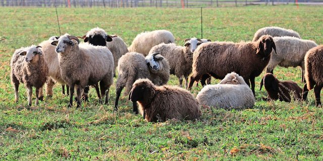 Seit dem 1. Oktober werden alle Schafhaltungen in der Schweiz auf Moderhinke beprobt. Positiv getestete Betriebe werden gesperrt und müssen saniert werden.   