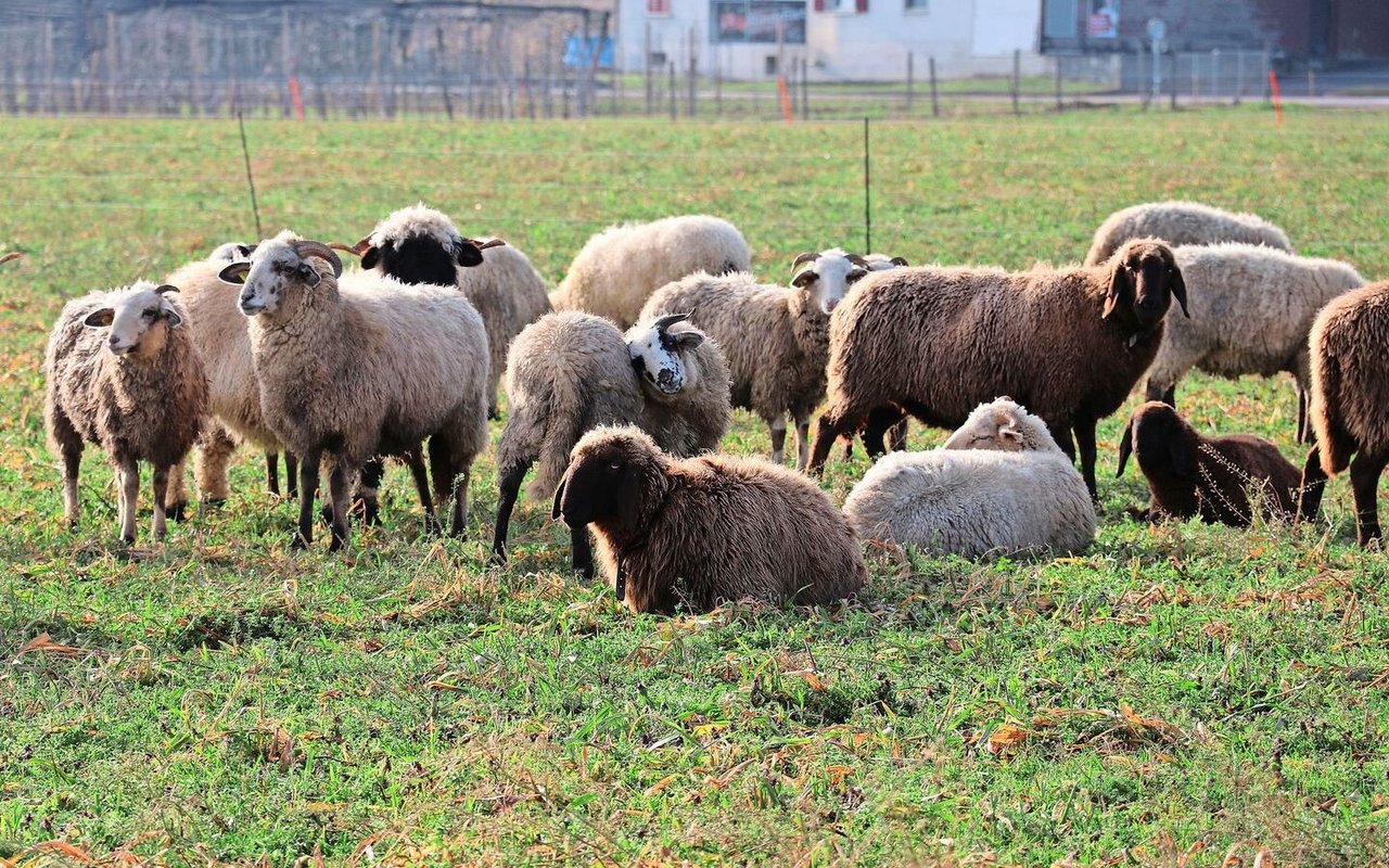 Seit dem 1. Oktober werden alle Schafhaltungen in der Schweiz auf Moderhinke beprobt. Positiv getestete Betriebe werden gesperrt und müssen saniert werden. 