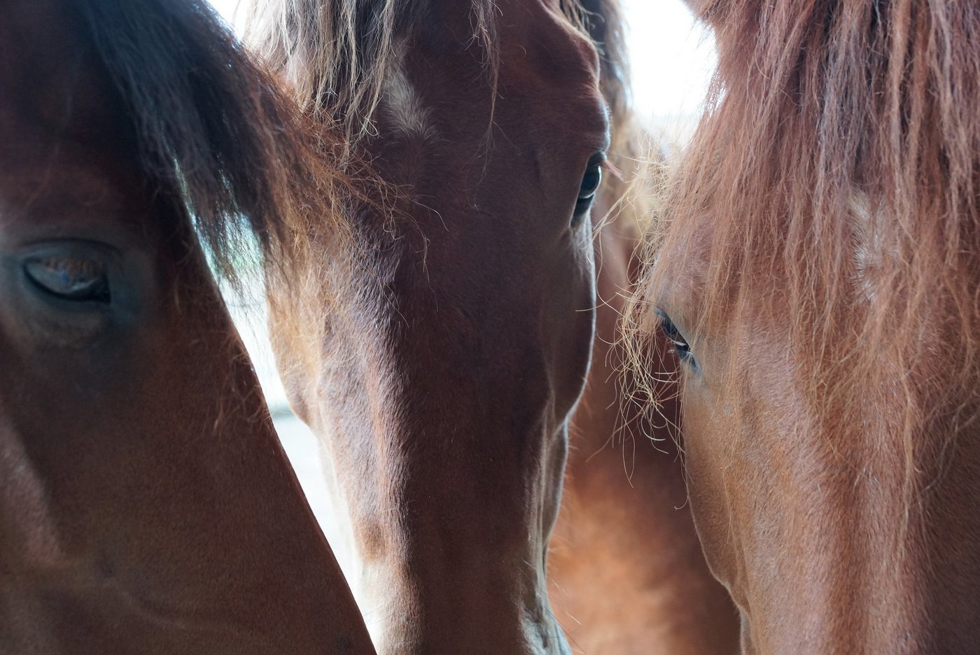 Die orientalischen Linien können laut Studie grob in eine Araber- und eine Turkmenen-Gruppe eingeteilt werden. (Bild BauZ)