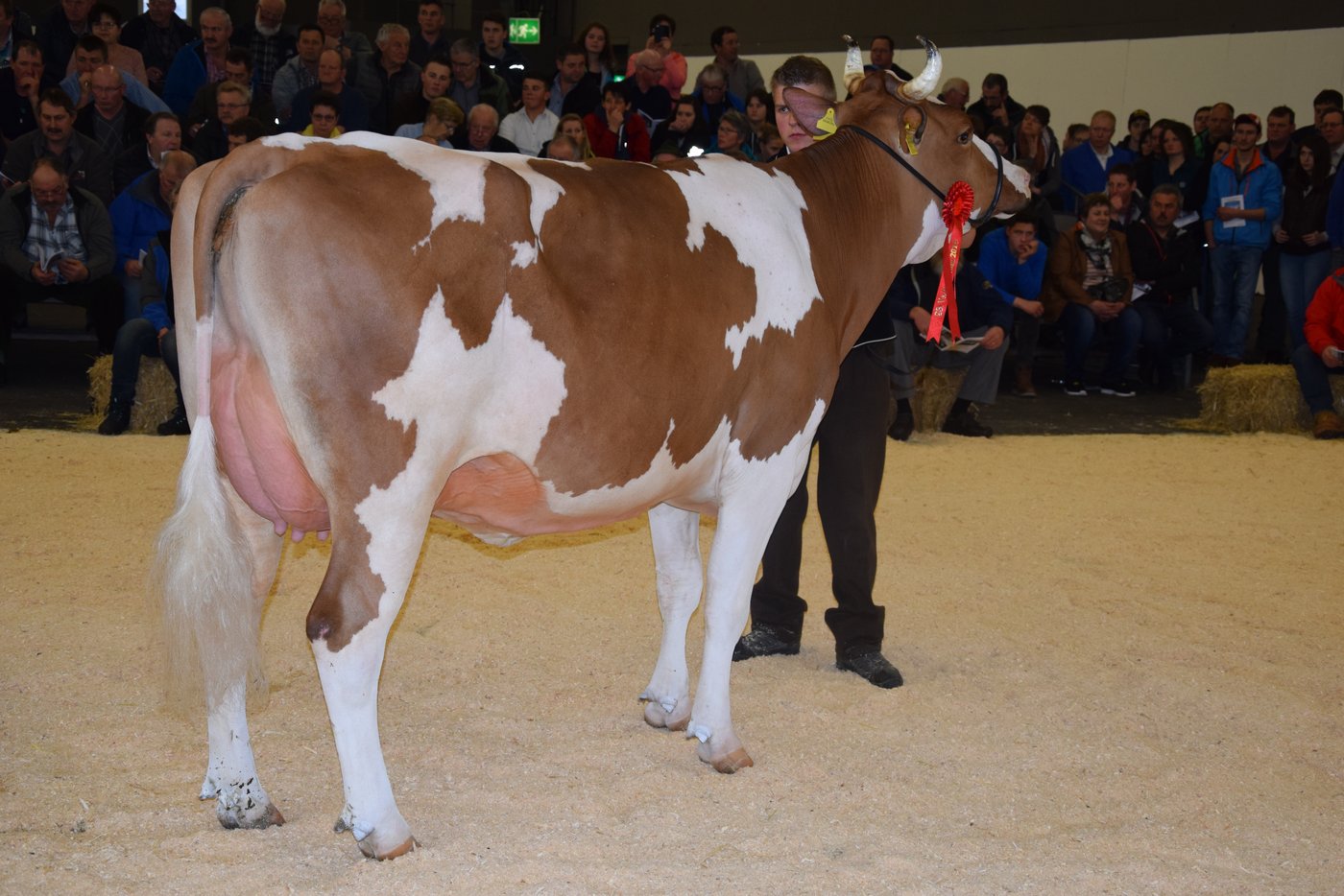 Schöneutersiegerin der jüngeren Swiss Fleckviehkühen: Anjou Anita von Ferdinand Bergmann, Abländschen.