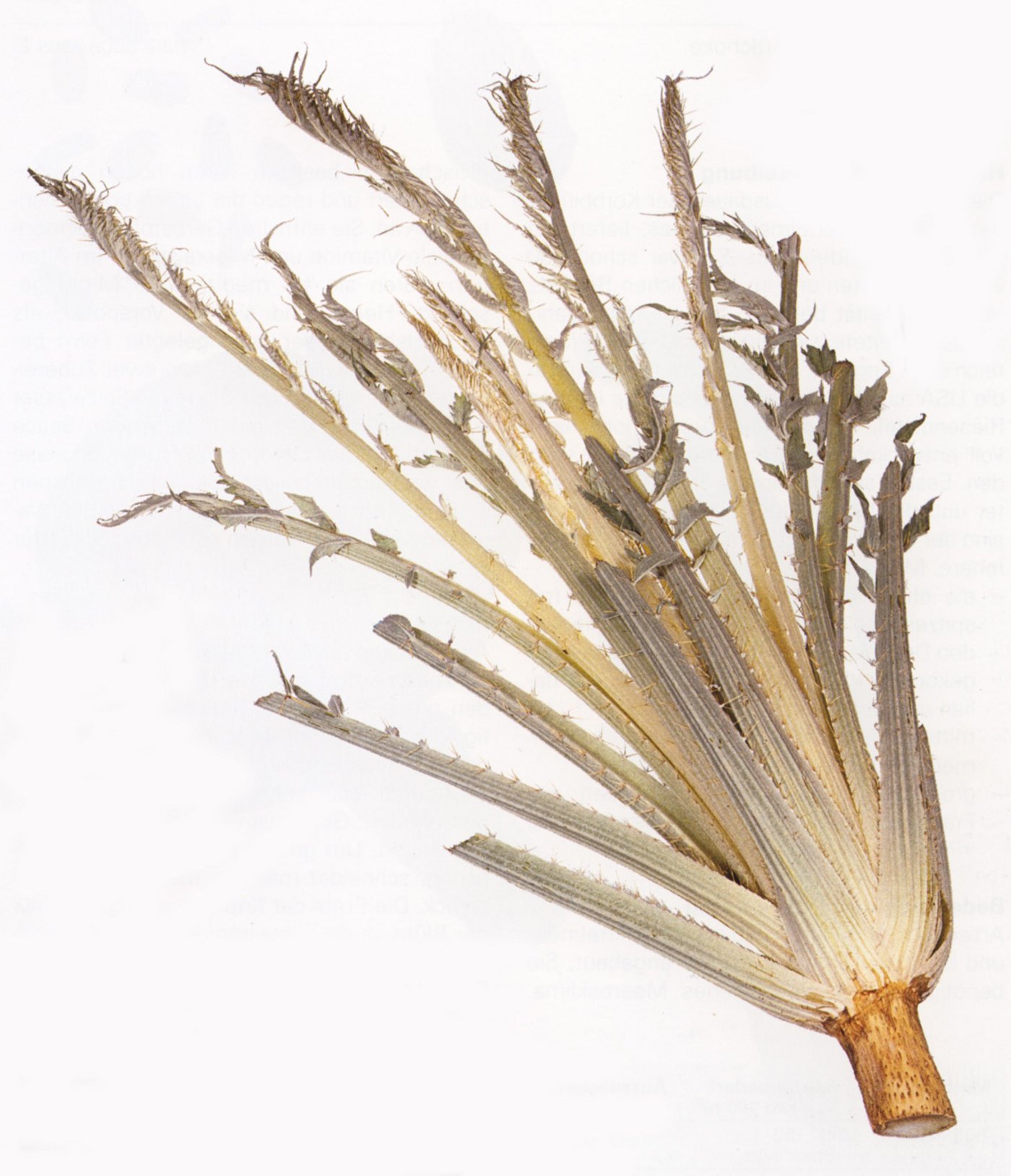 Kardy wird in der Schweiz fast ausschliesslich im Kanton Genf angebaut. (Bild: SZG)