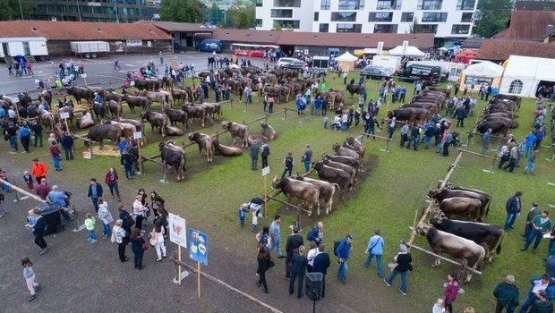 Der Zuger Stierenmarkt ist jeweils ein Publikumsmagnet. (Bild Beat Schiltknecht/Braunvieh Schweiz)