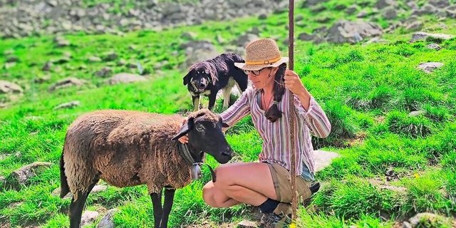 Hündin Bagheera beobachtet genau, was Sennin Doris Theiner mit ihrem Schaf macht.