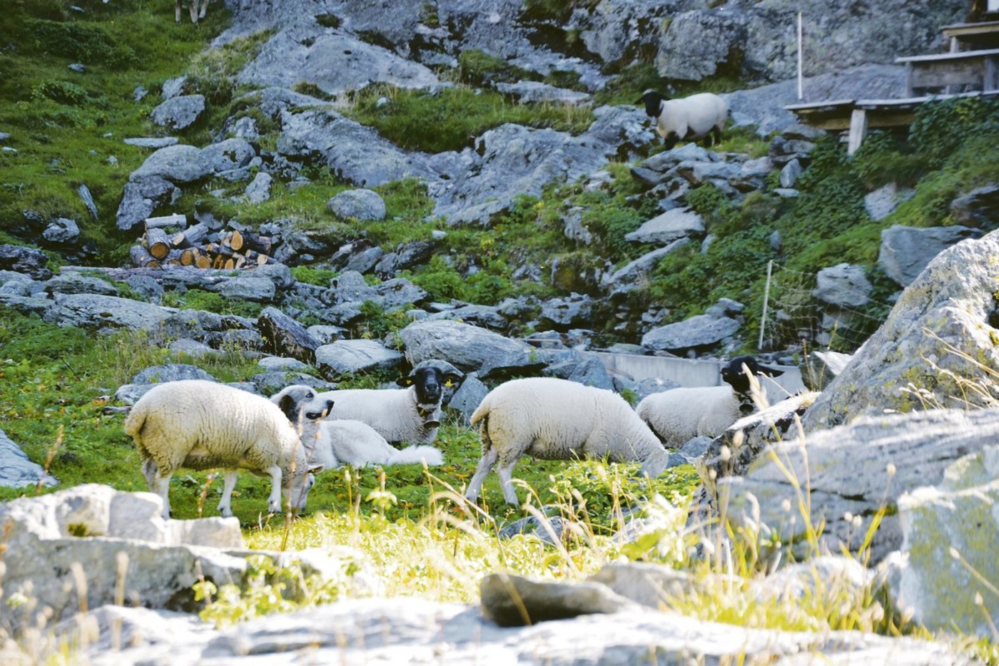 Um die Schafe vor dem Wolf zu schützen, werden oft auch Herdenschutzhunde eingesetzt. Diese garantieren aber keinen 100-prozentigen Schutz.(Bild Peter Fankhauser)