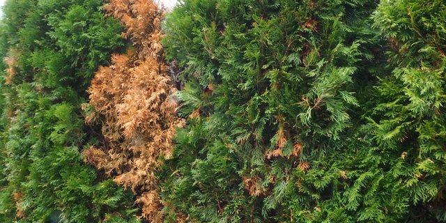 Kranke Thuja: Meist beginnt es mit braunen Stellen. (Bilder Ruth Bossardt)