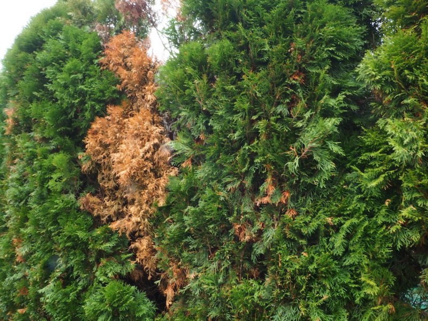 Kranke Thuja: Meist beginnt es mit braunen Stellen. (Bilder Ruth Bossardt)