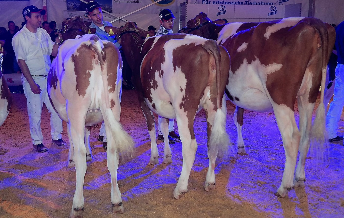 Siegergruppe RH: von links, Bernhard Salzmann, Schwarzenegg, 1. Rang mit Petit Suisse Big Apple Queeny; Ueli Dahinden, Ebnet, 2. Rang mit Oldseed Farm All About it Sheraton; Martin Fankhauser, Burgistein, 3. Rang mit Frankis Mario Cassandra.