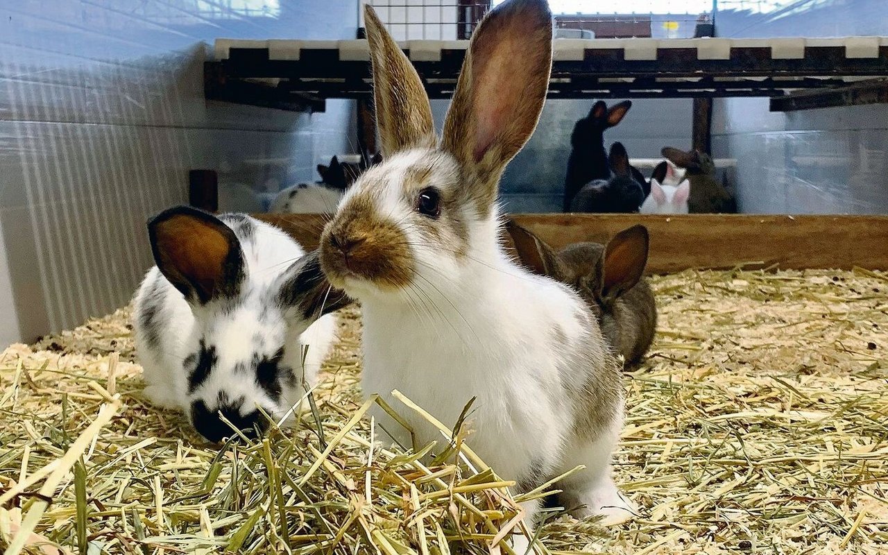 Trotz hohen Tierwohlstandards stellen Infektionskrankheiten und Tierverluste in der professionellen Schweizer Kaninchenproduktion ein erhebliches Problem dar. Das ist eine von vielen Erkenntnissen aus der Doktorarbeit von Julia Schwarz.