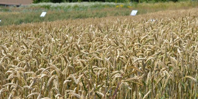 Die Resultate der Laboranalysen zur Weizenqualität sind ähnlich wie letztes Jahr. (Bild Jasmine Baumnn)