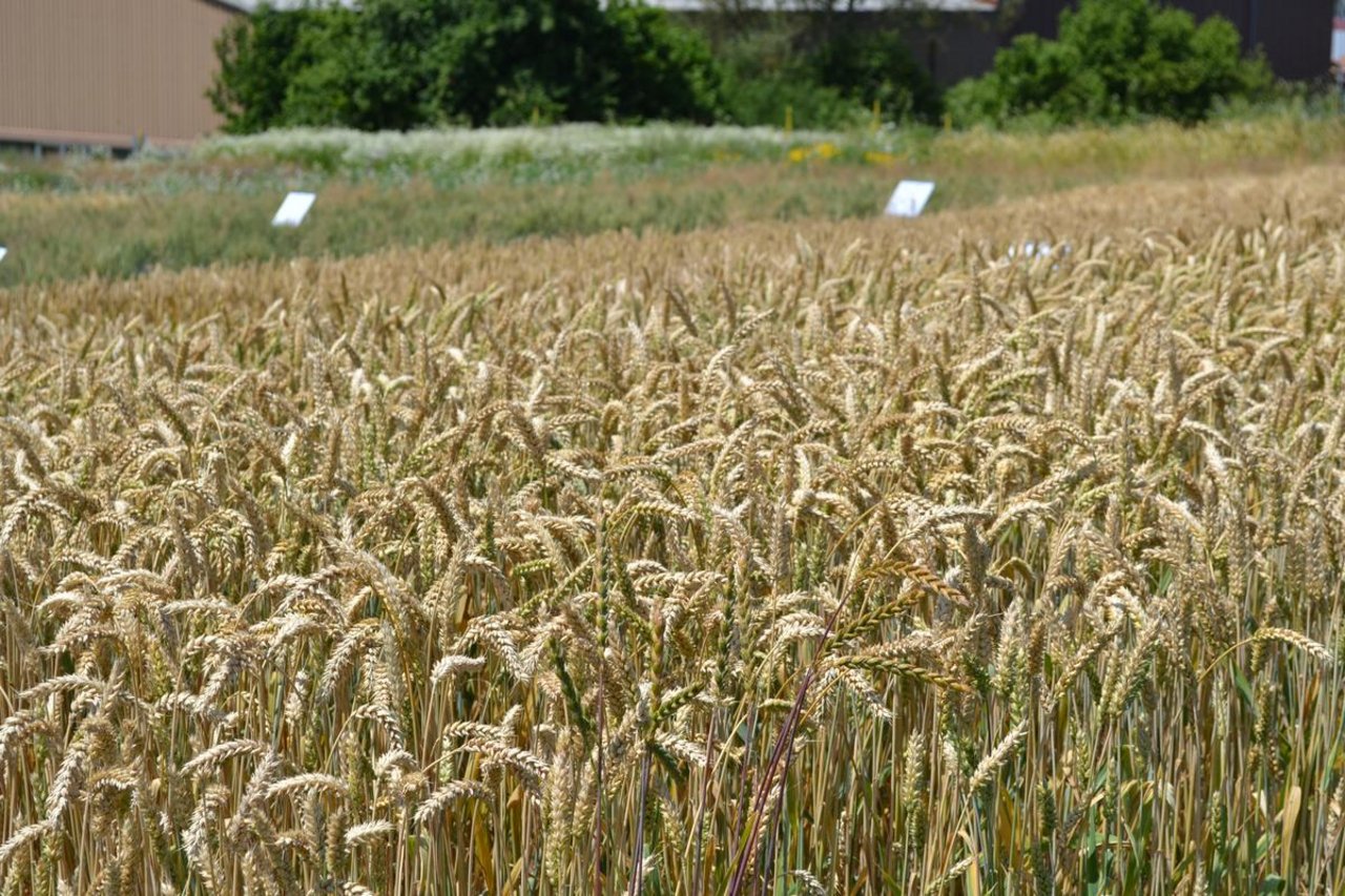 Die Resultate der Laboranalysen zur Weizenqualität sind ähnlich wie letztes Jahr. (Bild Jasmine Baumnn)