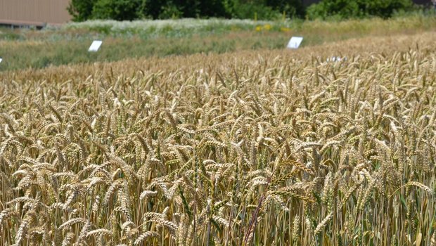 Die Resultate der Laboranalysen zur Weizenqualität sind ähnlich wie letztes Jahr. (Bild Jasmine Baumnn)