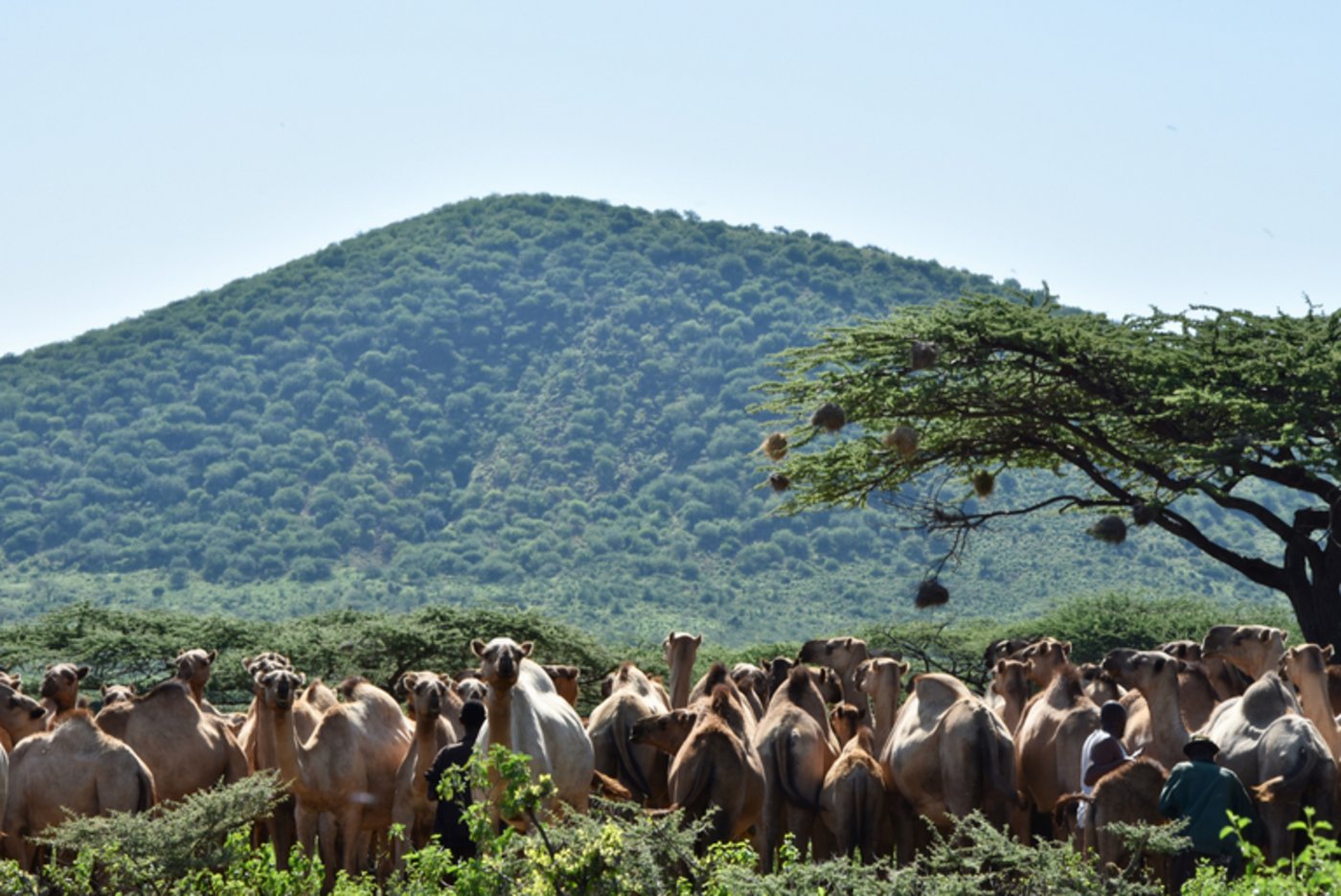 Kamele sind angepasste Überlebenskünstler. Der Mount Kenya ist im Hintergrund erkennbar.