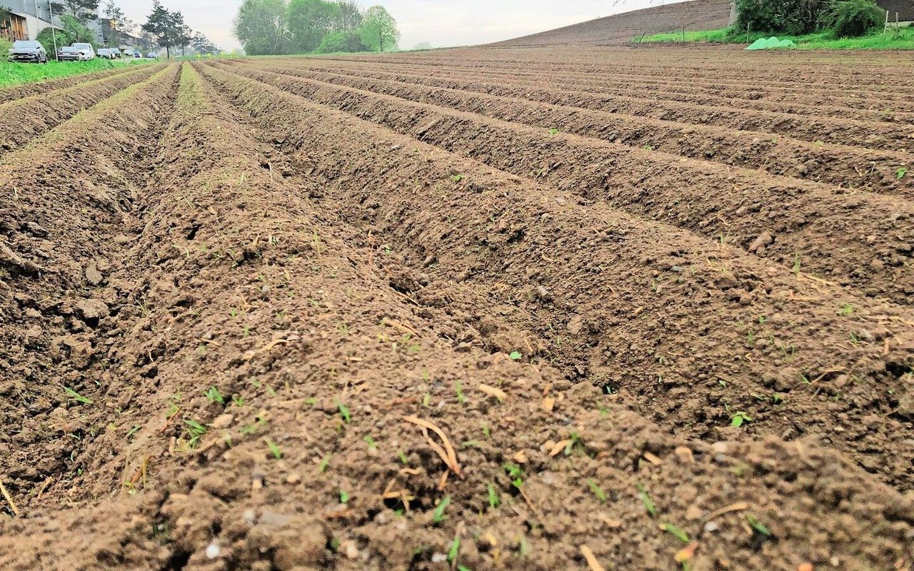 In den Kartoffeldämmen tut sich bei Kälte wenig. Der Boden isoliert die Knollen aber gegen Minusgrade.