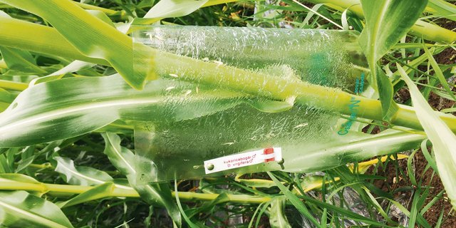 Das Bild zeigt eine Maiswurzelbohrer-Falle. Der Schädling wurde bereits in einigen Kantonen gefangen. (Bild LZ Liebegg)