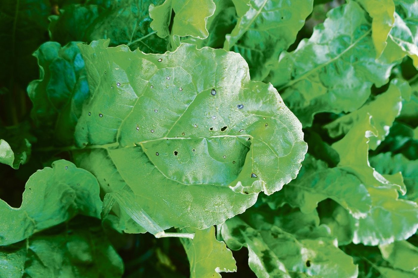 In den Hauptanbaugebieten der Zuckerrüben werden jetzt Cercospora-Blattflecken gefunden. (Bild zVg)