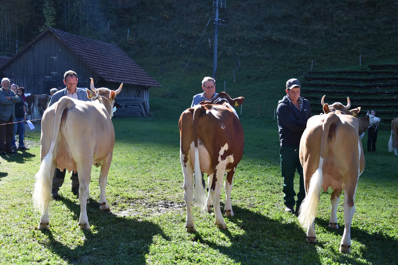 Top-Kühe in der Kategorie zwei. (v. l. n. r.): Im ersten Rang eine reine Simmentalerkuh (Vater Brisago); im zweiten Rang eine SF-Kuh (Vater Kilian), beide Kühe wurden mit 44 44 90 punktiert. Im dritten Rang wiederum eine reine Kuh von Brisago welche mit 43 44 89 punktiert wurde. Alle drei Kühe gehören Daniel und Bernhard Hadorn, Schangnau BE. 