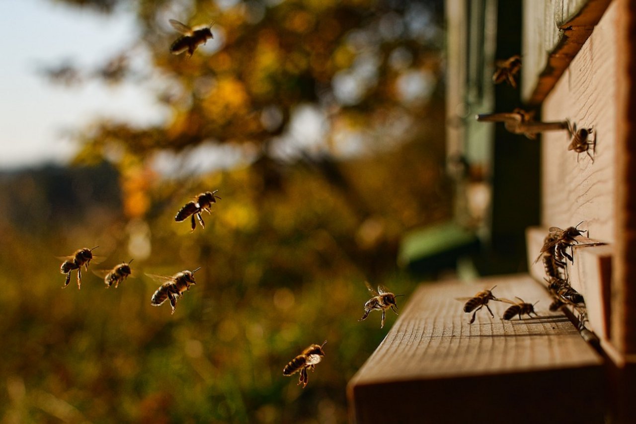 Im 2017 wurden so viele Bienen vergiftet wie seit 20 Jahren nicht mehr. (Symbolbild Pixabay)