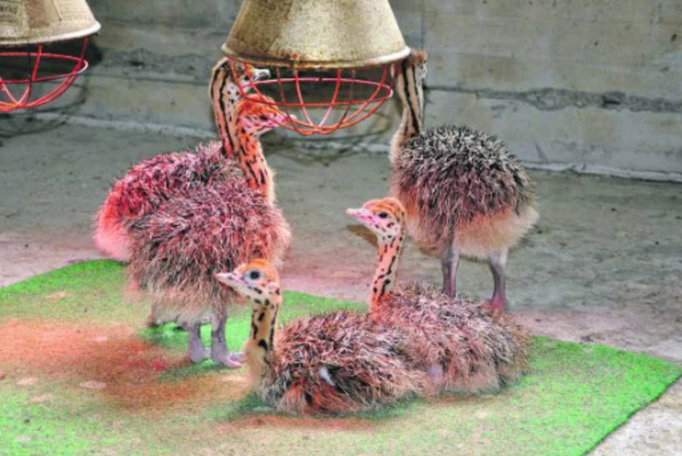 Die jungen Strausse liegen viel unter den Heizlampen.