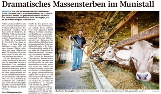 Bereits im Juli starben bei einem Betrieb im Kanton Zürich 19 Muni durch Jauchegas, wie damals der «Zürcher Oberländer» berichtete. (Bild Ausriss Zürcher Oberländer)