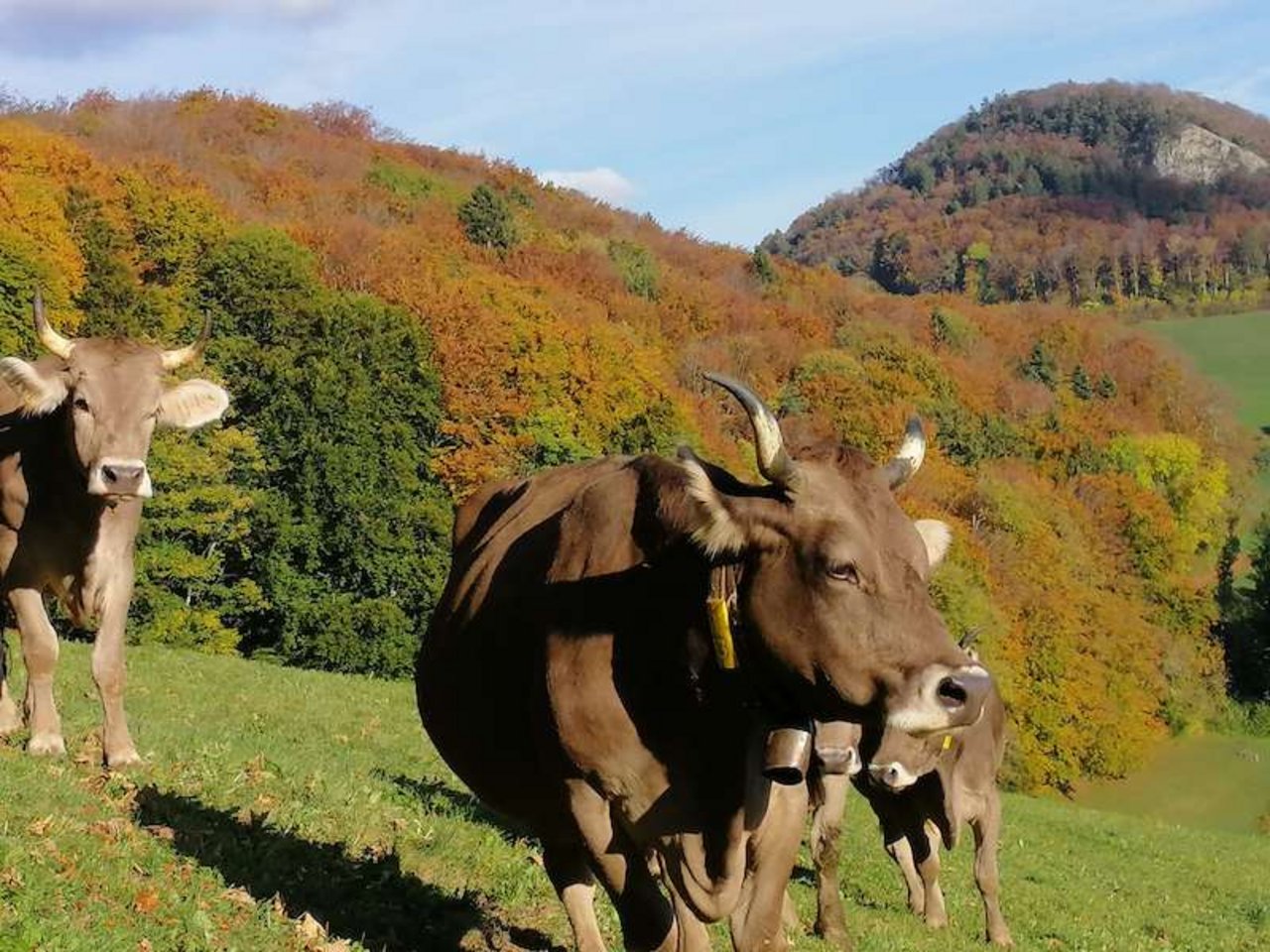 Zu Ehren des 10. Geburtstags von Kuh Mini lädt der Berghof Rohr zu einer Familienfeier. (Bilder zVg)