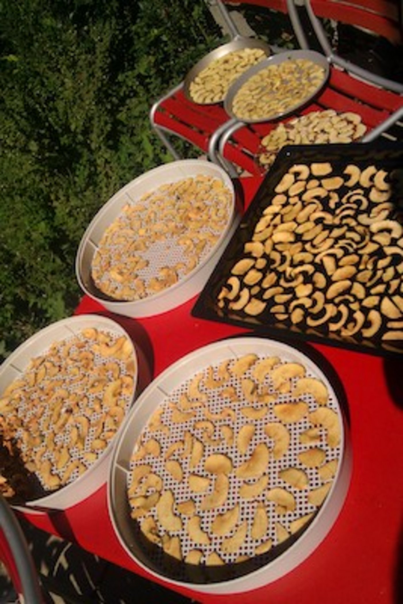 Apfel trocknen an der Sonne: Von der Sonne bis hin zu einem Dörrschrank gibt es vielerlei Varianten, wie gedörrt werden kann. (Bild et)