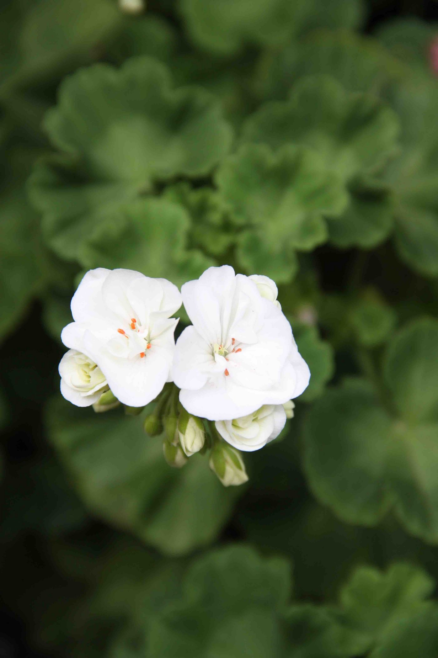 Die "von Heimisbach" wächst aufrecht und kräftig. 